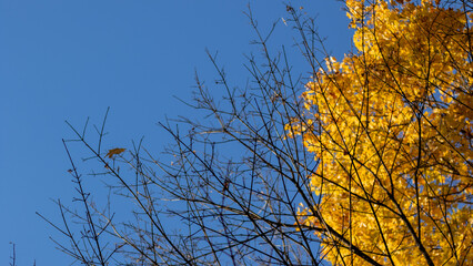 yellow tree and blue sky