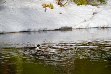 Common goldeneye floating along the snowy shore of a forest river in early spring. High quality photo
