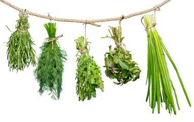 Set of Spice Herbs  ,  isolated on white background ,  bunches of thyme, basil, oregano, parsley, sage and rosemary are hanging and drying - obrazy, fototapety, plakaty