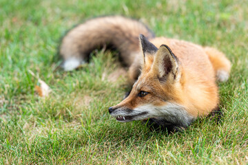 Cute red fox cub on green grass showing sharp teeth