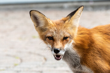 Cute red fox cub looking at a viewer with opened mouth