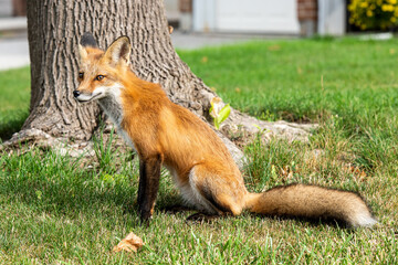 Red fox cub sitting nearby a tree