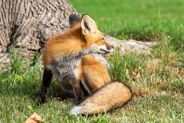 Red fox cub sitting nearby a tree looking behind pose