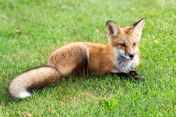 Cute red fox cub lies on green grass