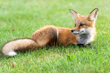 Cute red fox cub lies on green grass