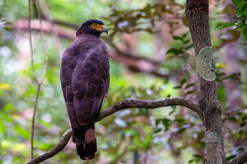 Crested Serpent Eagle or Spilornis cheela perches on a branch