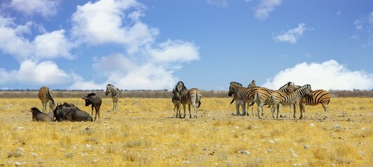 Herd of Zebra and Wildebeest gather together on the dry yellow African Plains © paula