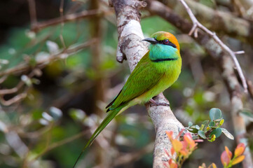 Green bee-eater or Merops orientalis perching on a twig