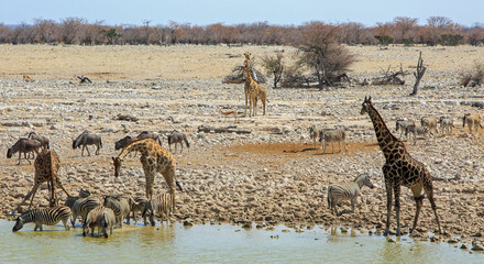 Fototapeta na wymiar View from Camp in Okaukeujo - a vibrant waterhole where animals come to quench their thirst including Giraffe, Wildebeest,Springbok and Zebra