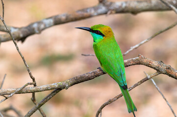 Green bee-eater or Merops orientalis perching on a twig