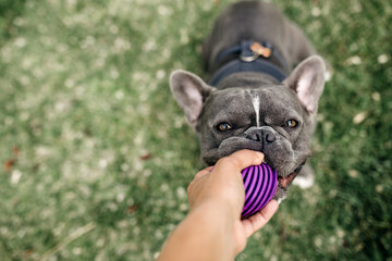 A dog that loves to play fetch