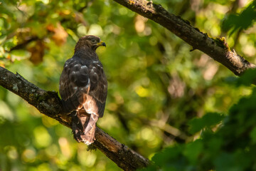European honey buzzard or Pernis apivorus. Bird of prey