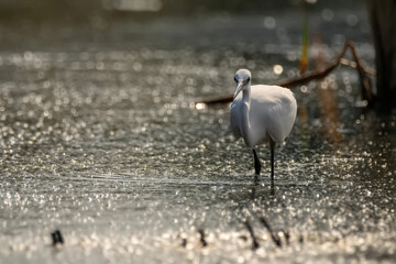 Little Egret or Egretta garzetta in the pond