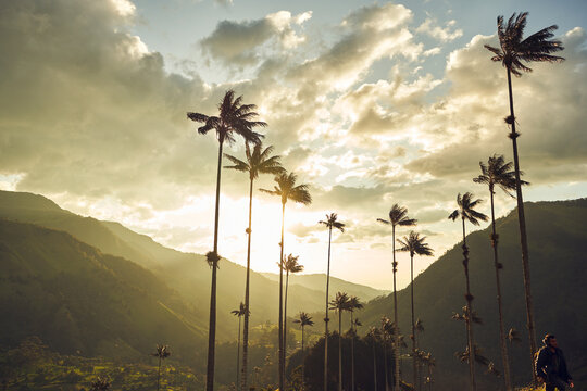 beautiful landscape of palms trees