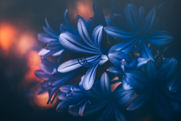 Fototapeta premium Small blue flowers with bokeh