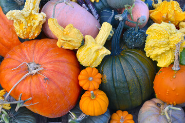 Welcome to the colourful pumpkin pile in autumn featuring all shapes and sizes Some of the fruits organically grown by volunteers will be sold at charity event and others will be donated to food banks