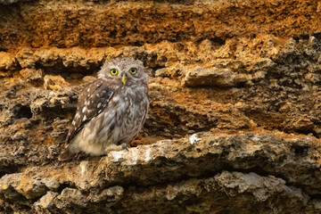 Little owl or Athene noctua perched on a rock
