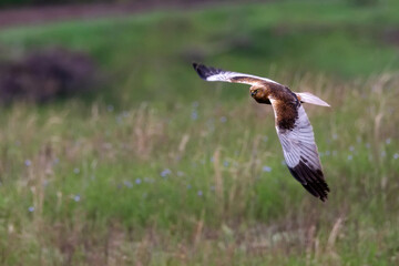 Marsh harrier or Circus aeruginosus in flight. Bird of prey
