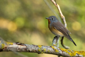 Red-breasted flycatcher or Ficedula parva on a tree branch
