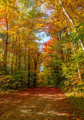 landscape of hiking trail in autumn forest with fallen leaves