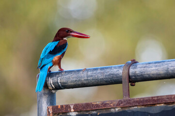 White-throated kingfisher or Halcyon smyrnensis in Sri Lanka