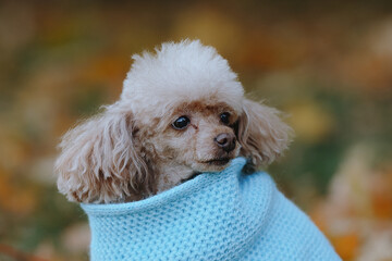 a dog in a blue scarf close-up front view