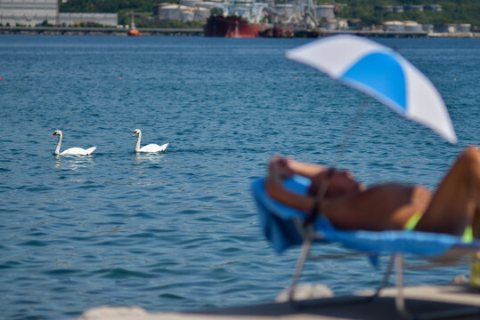 Candid street travel moment summer tourist sunbathing swans