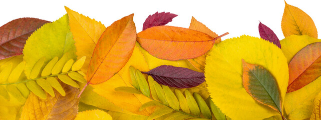 Fototapeta na wymiar Collection set of beautiful colorful autumn leaves close up