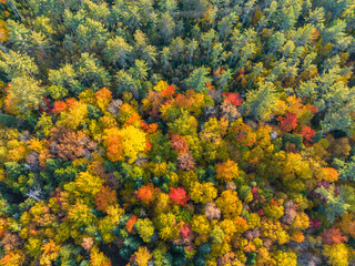 Obraz premium aerial view of colorful autumn forest as nature background