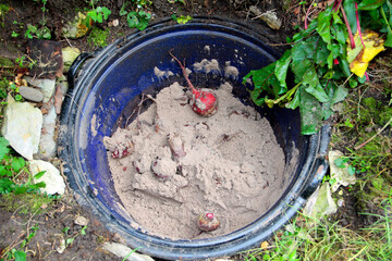 boiling kettle for storing root vegetables in the sand, 