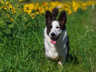 Corgi dog playing in a field of yellow sunflowers