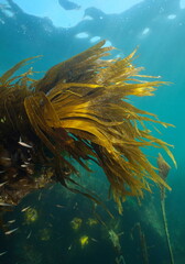 Fototapeta na wymiar Laminaria kelp seaweed foliage, brown alga underwater in the ocean, Eastern Atlantic, Spain, Galicia
