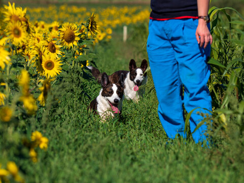Corgi dog playing in a field of yellow sunflowers
