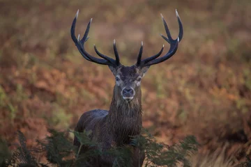 Fototapete Red deer stag portrait © Mike Potter