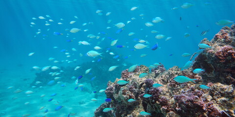 Fototapeta na wymiar Shoal of blue fish underwater in the ocean (Damselfish Chromis viridis with Pomacentrus pavo), south Pacific, French Polynesia