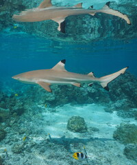 A blacktip reef shark underwater with reflection below water surface, south Pacific ocean, French Polynesia, natural scene
