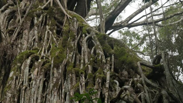 a close up of the aerial roots of a large curtain fig tree at curtain fig tree national park in tropical north queensland, australia