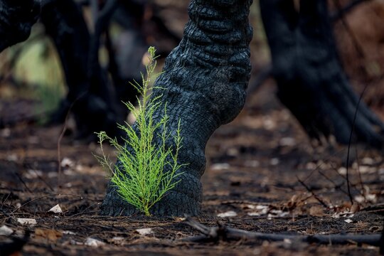 Closeup shot of a green plant growing in front of a burnt tree in Albuquerque