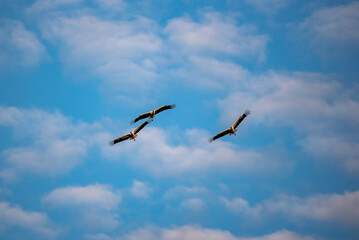 storks in flight