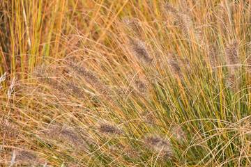 Fototapeta premium Natural autumn background. Abstract background of dried ornamental herbs