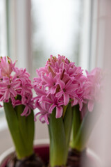 Blooming pink hyacinths on the windowsill