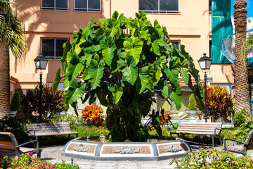 Brunnen mit einer Ñamera bewachsen im Park Victor Peres in Puerto de la Cruz, Teneriffa.