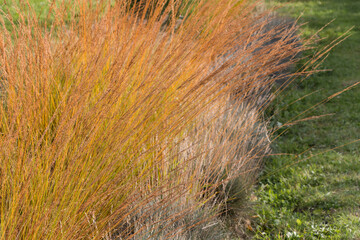 Natural autumn background. Abstract background of dried ornamental herbs