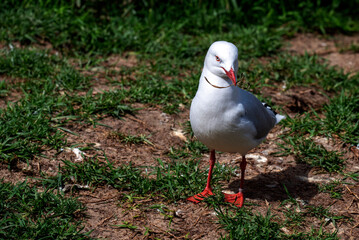 Pacific Gull (Larus pacificus)