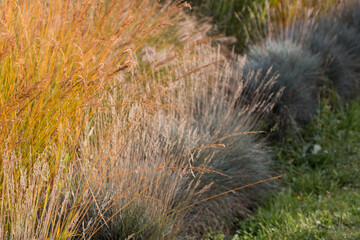 Natural autumn background. Abstract background of dried ornamental herbs