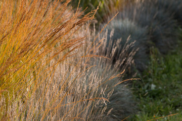 Natural autumn background. Abstract background of dried ornamental herbs	