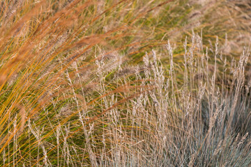Natural autumn background. Abstract background of dried ornamental herbs	
