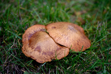 Mushrooms in forest