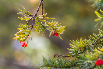 Natural autumn background. Green branches of a yew tree with red berries close-up on a bokeh...
