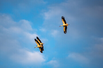 storks in flight